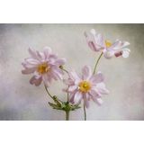 Papermoon Fototapete »Photo-Art MANDY DISHER, ANEMONEN«