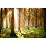 Papermoon Fototapete »Autumn Pine Forest«