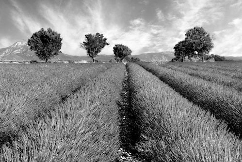 Papermoon Fototapete »Feld Schwarz & Weiß«