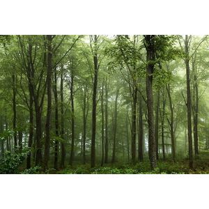 Papermoon Fototapete »Photo-Art LEIF LONDAL, WALD«