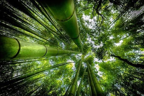 Papermoon Fototapete »Photo-Art DAVID ROS, ARASHIYAMA«