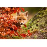 Papermoon Fototapete »Photo-Art ROBERT ADAMEC, FUCHS«