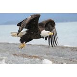 Papermoon Fototapete »Weißkopfseeadler«