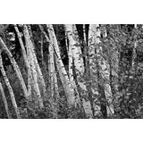 Papermoon Fototapete »Birkenwald Schwarz & Weiß«