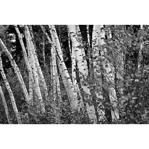Papermoon Fototapete »Birkenwald Schwarz & Weiß«