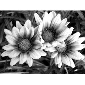 Papermoon Fototapete »Blumen Schwarz & Weiß«