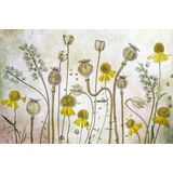 Papermoon Fototapete »Photo-Art MANDY DISHER, MOHNBLUMEN UND HELENIUM«