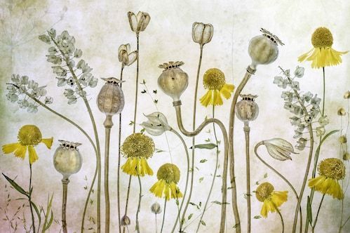 Papermoon Fototapete »Photo-Art MANDY DISHER, MOHNBLUMEN UND HELENIUM«
