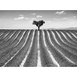Papermoon Fototapete »Feld Schwarz & Weiß«