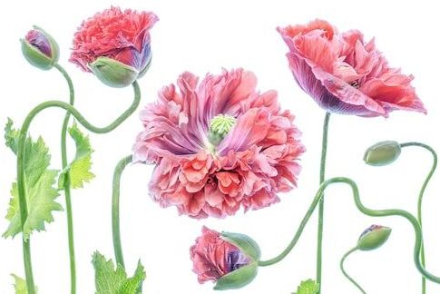 Papermoon Fototapete »Photo-Art MANDY DISHER, SCHICK«
