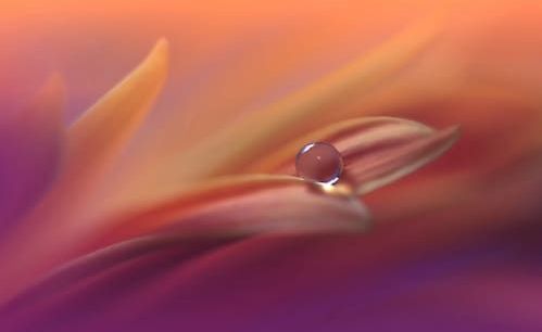 Papermoon Fototapete »Zen Wassertropfen mit Blume Makro«