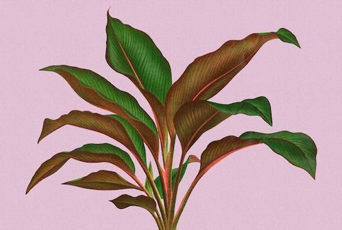 living walls Fototapete »Walls by Patel Leaf Garden«, Vlies, Wand