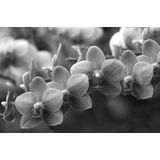 Papermoon Fototapete »Blumen Schwarz & Weiß«