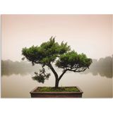 Artland Wandbild »Chinesischer Bonsaibaum«, Bäume, (1 St.), als Alubild, Outdoorbild, Leinwandbild, Poster, Wandaufkleber