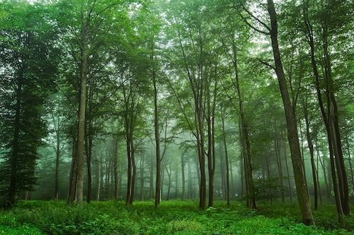 Papermoon Fototapete »Photo-Art LEIF LONDAL, BLICK AUF DEN WALD«