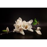 Papermoon Fototapete »Photo-Art TONY08, MAGNOLIE«
