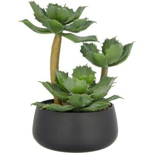 Creativ green Kunstpflanze »Echeveria«, mit dekorativem Kies