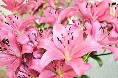 Papermoon Fototapete »Blumen«