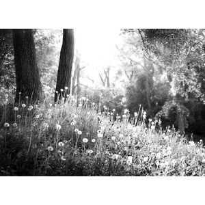 Papermoon Fototapete »Wald Schwarz & Weiß«