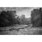 Papermoon Fototapete »Wald Schwarz & Weiß«