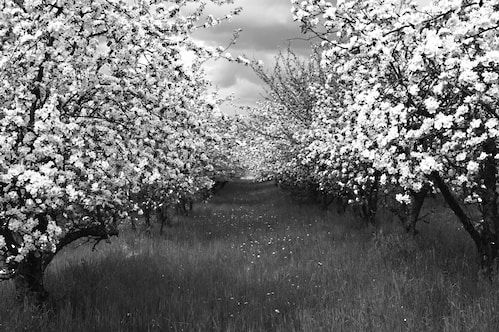 Papermoon Fototapete »Baumplantage Schwarz & Weiß«