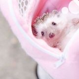 Pet Bag Small Pet Hamster Carrier Pure Color Leash Travel Bag  Size:M(Pink)