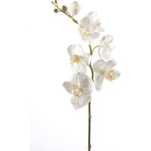 Emerald - Phalaenopsistak - Orchidee - Kunstbloem - 75 cm - 1 stuks - Creme