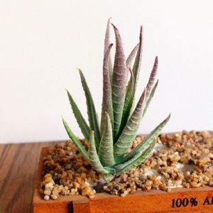 Artificial Mini Aloe Plastic Plants Craft Floristry Landscape Garden Family Office Decoration(Flocking Green Red Tip)