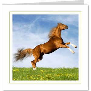 Dierenkaart steigerend paard 3