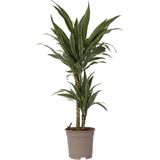 Drachenbaum - Dracaena Deremensis'Warneckei'- Höhe 60-70cm - ?17cm