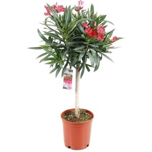 Rosenlorbeer - Nerium oleander - Höhe 80-90cm - ?21cm