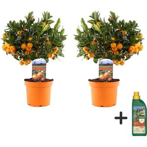 Orangenbaum - 2 Stk - Citrus microcarpa'Calamondin'- Höhe 35-40cm - ?14cm