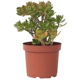 Jadepflanze - Crassula ovata'Hobbit'- Höhe 45-50cm - ?23cm