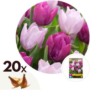Tulpenzwiebeln - 20 Stk - Tulipa'Prince Mix'- Blumenzwiebeln - Lila