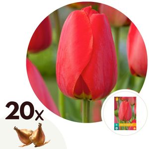 Tulpenzwiebeln - 20 Stk - Tulipa'Red Impression'- Blumenzwiebeln - Rot