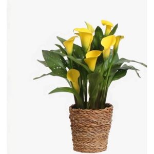 Plant in a Box - Calla 'Ruby' - Zantedeschia - Gelb - Höhe 30-40cm - Topf 12cm