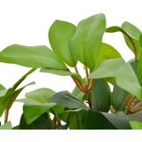 vidaXL-Kunstplant-met-pot-laurierboom-40-cm-groen