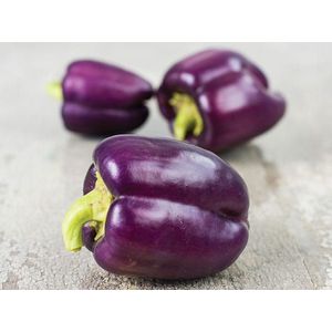 Blok paprika Purple Bell (paars) in pot 1 plant