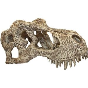 Komodo t-rex schedel (LARGE)