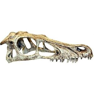 Komodo Raptor Schedel - 11,5x25x9,5xm