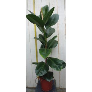Warentuin Natuurlijk - Kamerplant Ficus elastica robusta 80 cm