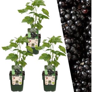 Plants by Frank | 3 Bramenplanten | 100% Biologische Fruitplanten | Bramen | Tuinplanten