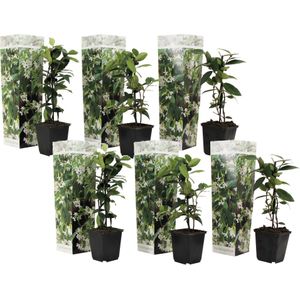 Toscaanse Jasmijn - Set van 6 - Tuinplanten - Wit - Pot 9cm - Hoogte 25-40cm Jasmijn x6 - Wit