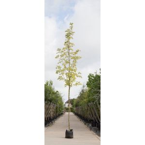 Warentuin Natuurlijk - Bontbladige Noorse Esdoorn Acer pl. Drummondii h 250 cm st. omtrek 8 cm