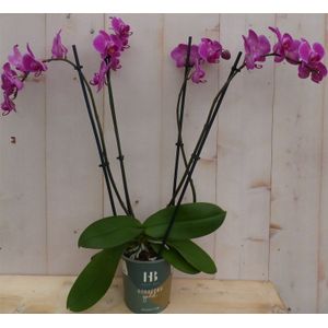 Warentuin Natuurlijk - Kamerplant Vlinderorchidee phalaenopsis roze 4 takken
