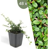 Plants by Frank | 48 Dwergmispel Planten | Cotoneaster 'Streib's Findling' | Tuinplanten | Planten