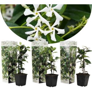 Toscaanse Jasmijn - Set van 3 - Tuinplanten - Wit - Pot 9cm - Hoogte 25-40cm Jasmijn x3 - Wit