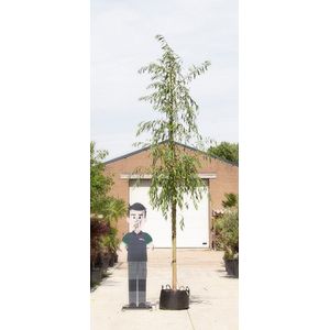 Warentuin Natuurlijk - treurwilg Salix sepulcralis Chrysocoma h 375 cm st. omtrek 19 cm st. h 230 cm