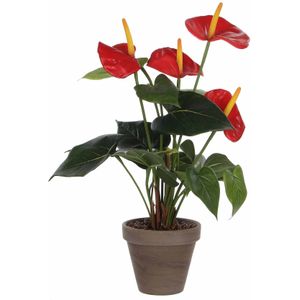 Mica flowers - anthurium maat in cm: 40 x 30 rood in pot