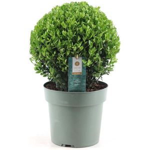 Ilex crenata 'Japanse Hulst' bolvorm - Tuinplant - ⌀17cm - Hoogte 30-40 cm Ilex Crenata Ball P17